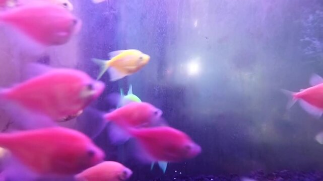 Video of colorful Glofish or glow fishes at a aquarium
