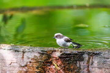 もふもふで可愛いエナガ（エナガ科）
英名学名：long tailed tit (Aegithalos caudatus)
秦野駅近くにある弘法山公園は、浅間山、権現山、弘法山を含む神奈川県立の自然公園。
山頂には野鳥の観察施設「バードサンクチュアリ」がある
神奈川県秦野市- 2025年

