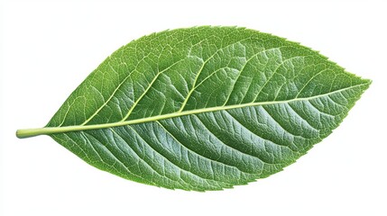 Obraz premium A vibrant green leaf, ovate with serrated edges, displays intricate vein patterns against a stark white backdrop