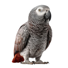 Fototapeta premium Majestic Portrait of a Grey Parrot with Transparent Background