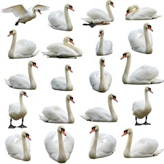 Obraz premium Swan Study: A Ballet of White