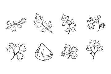 coriander line art and black color 