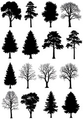 Fototapeta premium Silhouette Arboretum