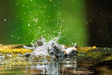 飛び出し飛翔する可愛いヤマガラ（シジュウカラ科）
水盤で水浴びをしている。
英名学名：Varied Tit (Sittiparus varius)
神奈川県秦野市- 2025年

