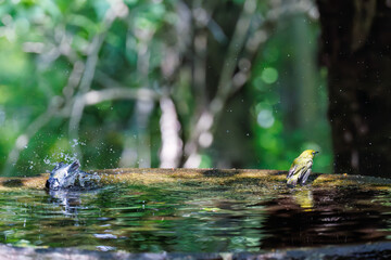 泉で水浴びをする可愛いシジュウカラ（シジュウカラ科）とメジロ（メジロ科）の群れ
英名学名：Japanese Tit (Parus minor) 
Japanese White Eye (Zosterops Japonica) 
神奈川県秦野市- 2025年
