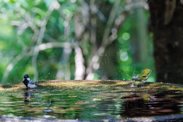 泉で水浴びをする可愛いシジュウカラ（シジュウカラ科）とメジロ（メジロ科）の群れ
英名学名：Japanese Tit (Parus minor) 
Japanese White Eye (Zosterops Japonica) 
神奈川県秦野市- 2025年
