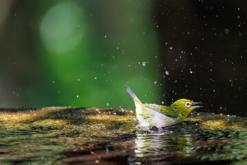 泉で水浴びをする可愛いメジロ（メジロ科）の群れ
英名学名：Japanese Tit...