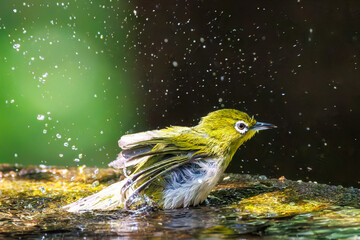 泉で水浴びをする可愛いメジロ（メジロ科）の群れ
英名学名：Japanese Tit...
