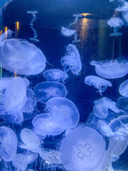 jellyfish in aquarium