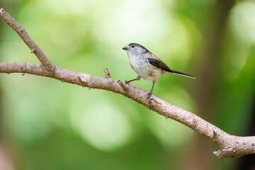 飛び回る可愛いエナガ（エナガ科）の群れ
水盤で水浴びをしている。
英名学名：long tailed tit (Aegithalos caudatus)
神奈川県秦野市- 2025年
