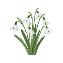 Cluster Of White Snowdrop Flowers With Green Leaves