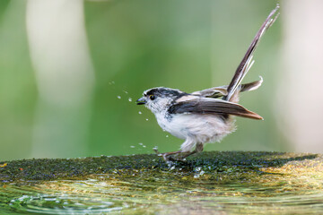 飛び回る可愛いエナガ（エナガ科）の群れ
水盤で水浴びをしている。
英名学名：long tailed tit (Aegithalos caudatus)
神奈川県秦野市- 2025年
