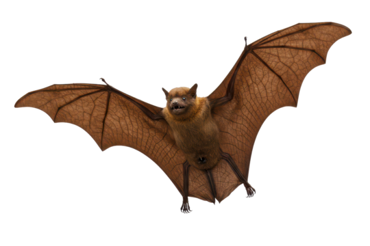 Realistic Bat flying, isolated background