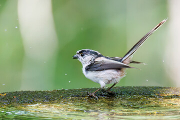 飛び回る可愛いエナガ（エナガ科）の群れ
水盤で水浴びをしている。
英名学名：long tailed tit (Aegithalos caudatus)
神奈川県秦野市- 2025年
