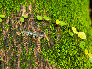 木の幹を這うヤスデ