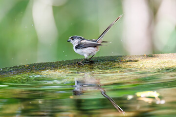 飛び回る可愛いエナガ（エナガ科）の群れ
水盤で水浴びをしている。
英名学名：long tailed tit (Aegithalos caudatus)
神奈川県秦野市- 2025年
