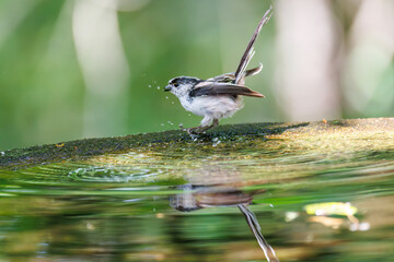 飛び回る可愛いエナガ（エナガ科）の群れ
水盤で水浴びをしている。
英名学名：long tailed tit (Aegithalos caudatus)
神奈川県秦野市- 2025年

