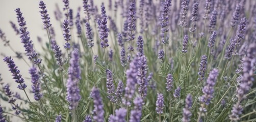 Naklejka premium Close-up of lavender sprigs, showcasing intricate details on pristine white , photography, image