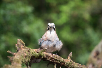 Eurasian Jay (Garrulus glandarius) on a branch in the forest