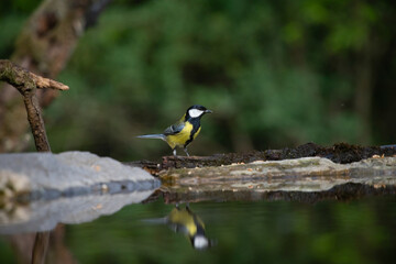 Great tit drinking water