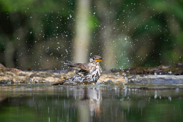 Song thrush (Turdus philomelos)