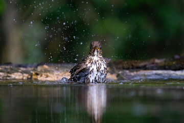 Song thrush (Turdus philomelos)