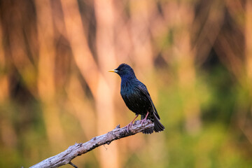 Common starling or European starling