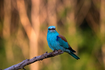 European roller (Coracias garrulus) bird.