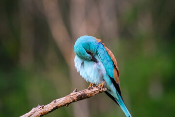 European roller (Coracias garrulus) bird.