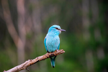 European roller (Coracias garrulus) bird.