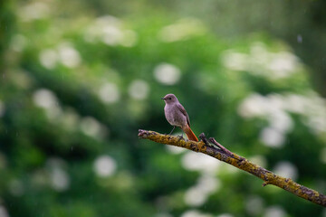 The black redstart - Phoenicurus ochruros