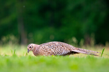 Common pheasant (Phasianus colchius) in green field