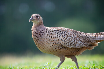 Common pheasant (Phasianus colchius) in green field