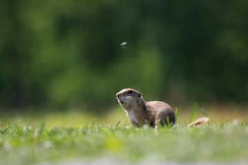 Funny ground squirrel