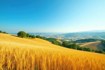 Obraz premium Golden Wheat Field Rolling Hills Scenic Landscape Under a Vivid Blue Sky