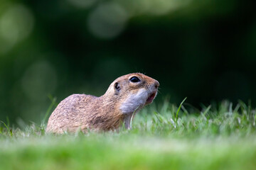 Funny ground squirrel