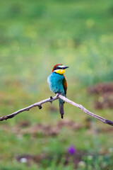 European bee eater, Merops apiaster. Common bee-eater. Close-up