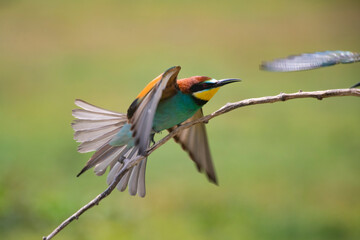 European bee eater, Merops apiaster. Common bee-eater. Close-up