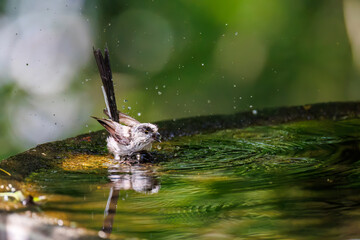 飛び回る可愛いエナガ（エナガ科）の群れ
水盤で水浴びをしている。
英名学名：long tailed tit (Aegithalos caudatus)
神奈川県秦野市- 2025年
