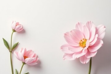Fototapeta premium Delicate Pink Blossoms on a Smooth White Background A Study in Floral Elegance and Simplicity