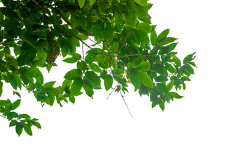 branch of a tree on white