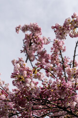 Japanese Pink Cherry Blossom tree. Beautiful large pink flowers opened on branches of profusely blooming