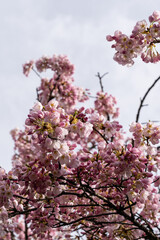 Japanese Pink Cherry Blossom tree. Beautiful large pink flowers opened on branches of profusely blooming