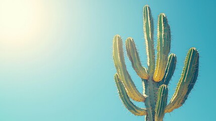 Cactus against a pale blue sky