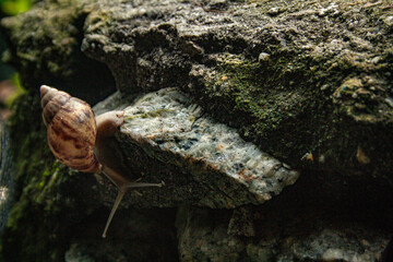 A brown snail crawls on the rocks. Nature photography