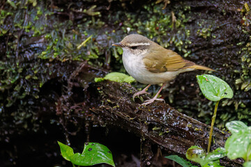 さえずる可愛いエゾムシクイ（メボソムシクイ科）
水盤で水浴びをしている。

英名学名：Sakhalin Leaf Warbler, Phylloscopus borealoides
神奈川県秦野市- 2025年
