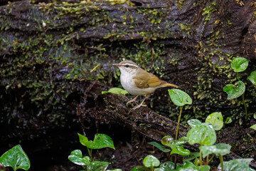 Obraz premium さえずる可愛いエゾムシクイ（メボソムシクイ科） 水盤で水浴びをしている。英名学名：Sakhalin Leaf Warbler, Phylloscopus borealoides 神奈川県秦野市- 2025年 