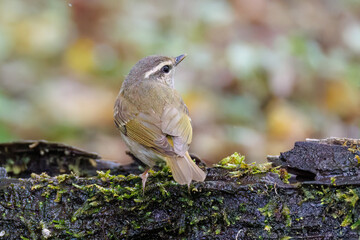 さえずる可愛いエゾムシクイ（メボソムシクイ科）
水盤で水浴びをしている。

英名学名：Sakhalin Leaf Warbler, Phylloscopus borealoides
神奈川県秦野市- 2025年
