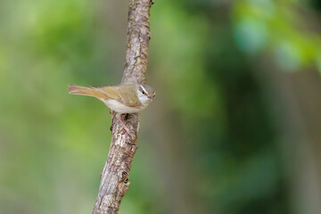 さえずる可愛いエゾムシクイ（メボソムシクイ科）
水盤で水浴びをしている。

英名学名：Sakhalin Leaf Warbler, Phylloscopus borealoides
神奈川県秦野市- 2025年
