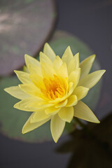 Yellow Water Lily in the Pond